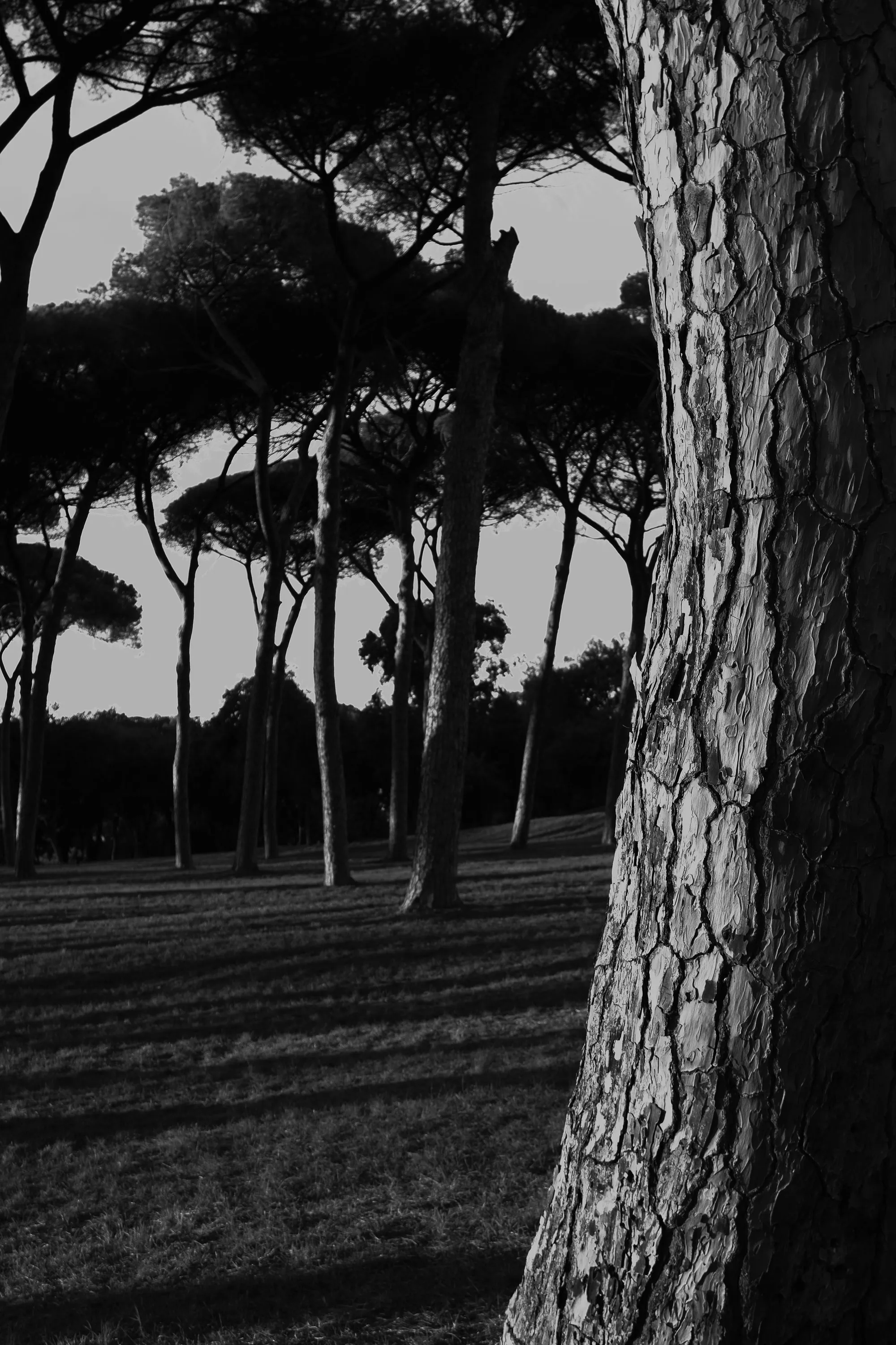 Rome in Black, frame 10
